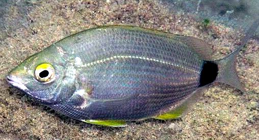 Diplodus annularis_06.jpg